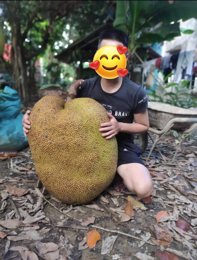 Quả mít 55kg ở Nghệ An ra mắt "đường đua" mít khủng, chủ nhân đem bán với mức giá không tưởng- Ảnh 1. Quả mít 55kg ở Nghệ An ra mắt "đường đua" mít khủng, chủ nhân đem bán với mức giá không tưởng- Ảnh 1.