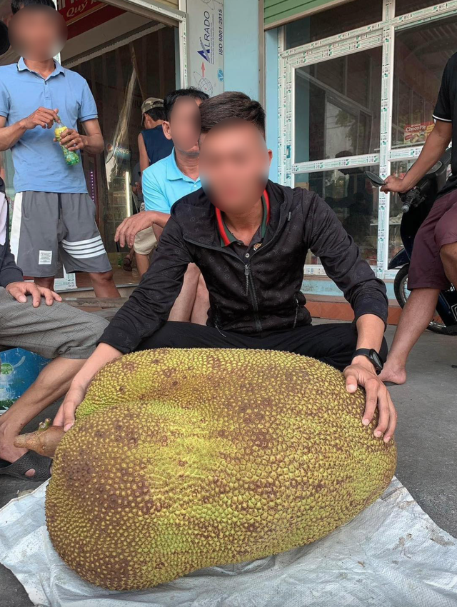 Quả mít 55kg ở Nghệ An ra mắt "đường đua" mít khủng, chủ nhân đem bán với mức giá không tưởng- Ảnh 6. Quả mít 55kg ở Nghệ An ra mắt "đường đua" mít khủng, chủ nhân đem bán với mức giá không tưởng- Ảnh 6.