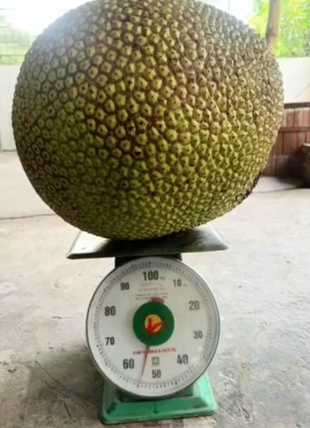 Quả mít 55kg ở Nghệ An ra mắt "đường đua" mít khủng, chủ nhân đem bán với mức giá không tưởng- Ảnh 4. Quả mít 55kg ở Nghệ An ra mắt "đường đua" mít khủng, chủ nhân đem bán với mức giá không tưởng- Ảnh 4.