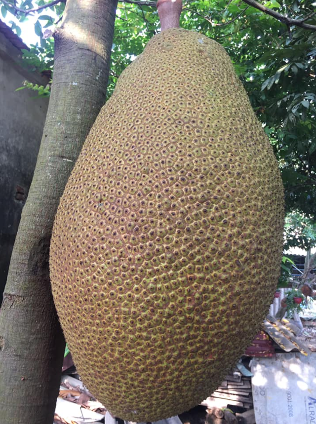 Quả mít 55kg ở Nghệ An ra mắt "đường đua" mít khủng, chủ nhân đem bán với mức giá không tưởng- Ảnh 7. Quả mít 55kg ở Nghệ An ra mắt "đường đua" mít khủng, chủ nhân đem bán với mức giá không tưởng- Ảnh 7.