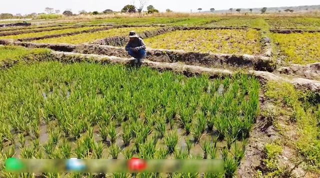 Thất trận với lúa nước mùa khô tại Angola, phải phá bỏ nửa diện tích, ông chủ trang trại Việt "phục thù" - Ảnh 2.