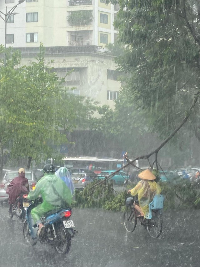 Hà Nội mưa to giữa trưa, gió giật như bão, cây đổ - Ảnh 1.