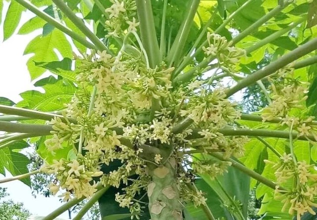 Ung thư di căn, gan suy yếu sau khi uống nước hoa đu đủ đực: 3 "không" khi dùng loại hoa này - Ảnh 1.