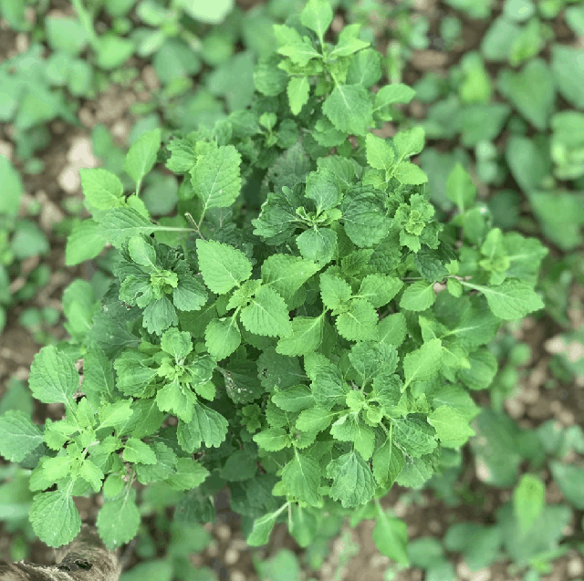 Thử ăn 15g rau kinh giới mỗi ngày thấy cơ thể thay đổi bất ngờ - Ảnh 1. Thử ăn 15g rau kinh giới mỗi ngày thấy cơ thể thay đổi bất ngờ - Ảnh 1.