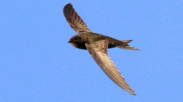 Nếu có 5 con vật này lạc vào nhà, bạn tuyệt đối không được làm hại chúng để giữ lại vận may - Ảnh 1. Nếu có 5 con vật này lạc vào nhà, bạn tuyệt đối không được làm hại chúng để giữ lại vận may - Ảnh 1.