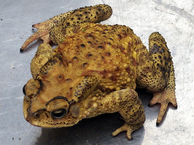 Nếu có 5 con vật này lạc vào nhà, bạn tuyệt đối không được làm hại chúng để giữ lại vận may - Ảnh 4. Nếu có 5 con vật này lạc vào nhà, bạn tuyệt đối không được làm hại chúng để giữ lại vận may - Ảnh 4.