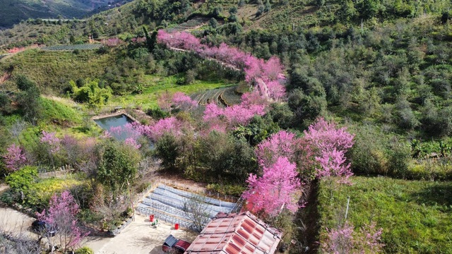 Ngất ngây Mù Cang Chải phủ rực sắc hồng, tín đồ du lịch náo nức vượt đèo ‘mục sở thị’ - Ảnh 2. Ngất ngây Mù Cang Chải phủ rực sắc hồng, tín đồ du lịch náo nức vượt đèo ‘mục sở thị’ - Ảnh 2.