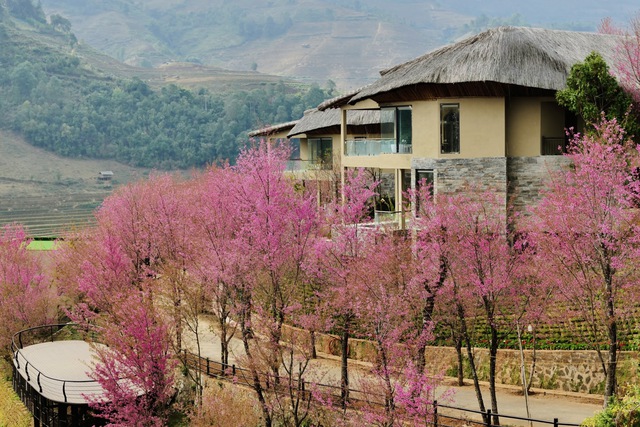 Ngất ngây Mù Cang Chải phủ rực sắc hồng, tín đồ du lịch náo nức vượt đèo ‘mục sở thị’ - Ảnh 8. Ngất ngây Mù Cang Chải phủ rực sắc hồng, tín đồ du lịch náo nức vượt đèo ‘mục sở thị’ - Ảnh 8.