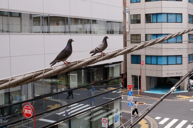 Tài xế taxi 50 tuổi bị cảnh sát Nhật Bản bắt giữ vì tông chết 1 chim bồ câu - Ảnh 2. Tài xế taxi 50 tuổi bị cảnh sát Nhật Bản bắt giữ vì tông chết 1 chim bồ câu - Ảnh 2.