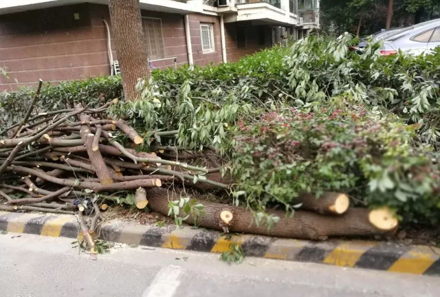 Lão nông chặt cây quế trong sân nhà nhưng hàng xóm bắt bồi thường 1 tỷ đồng: Công an hoà giải, tình làng nghĩa xóm từ đây sứt mẻ - Ảnh 1.