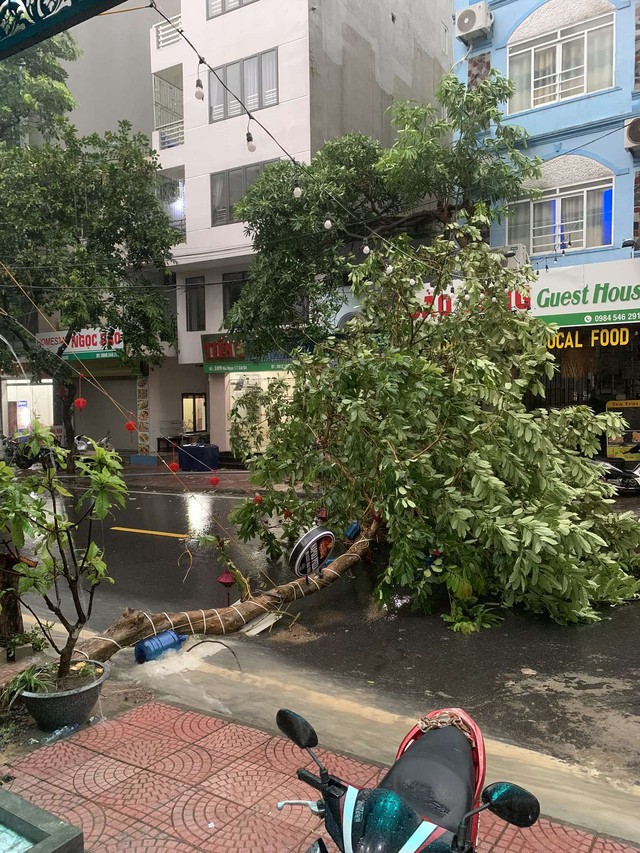 Những thiệt hại ban đầu khi bão số 2 đổ bộ Quảng Ninh- Ảnh 13. Những thiệt hại ban đầu khi bão số 2 đổ bộ Quảng Ninh- Ảnh 13.