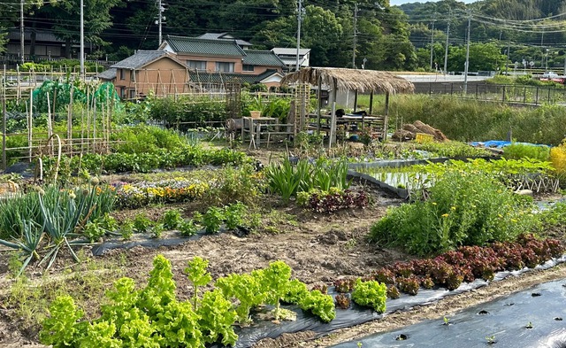 Chuyển khu vườn đủ loại hoa quả miền Tây sang Nhật, 2 thanh niên Việt nhận phản ứng lạ từ hàng xóm- Ảnh 5. Chuyển khu vườn đủ loại hoa quả miền Tây sang Nhật, 2 thanh niên Việt nhận phản ứng lạ từ hàng xóm- Ảnh 5.