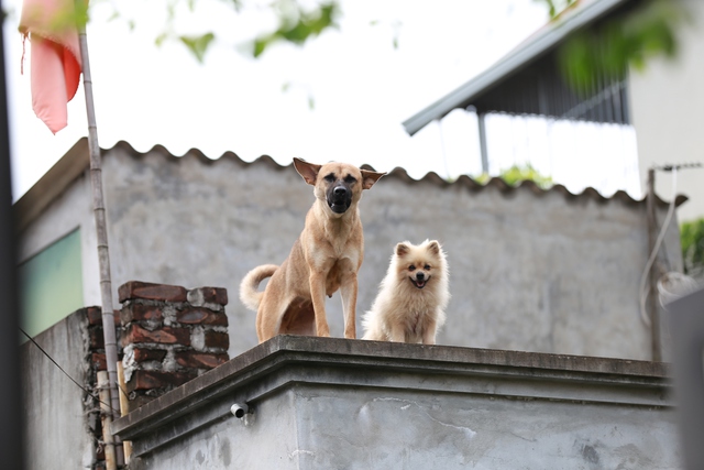 Hà Nội: Ngôi làng bị nước bủa vây như "ốc đảo", người dân đổ xô đến tập bơi- Ảnh 7. Hà Nội: Ngôi làng bị nước bủa vây như "ốc đảo", người dân đổ xô đến tập bơi- Ảnh 7.
