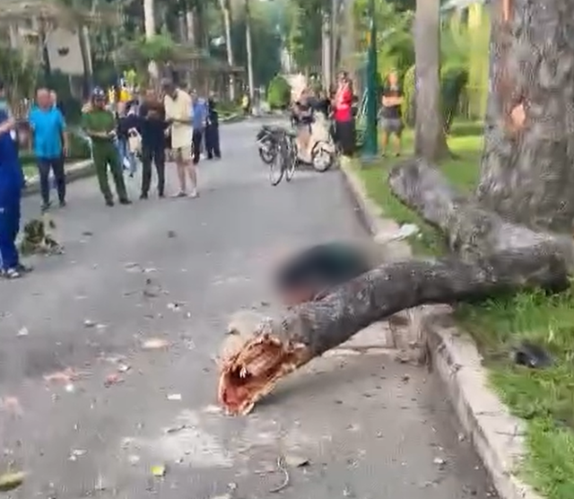 Nóng: Nhánh cây gãy đổ vào nhóm người đi bộ tập thể dục trong công viên Tao Đàn khiến 2 người chết, 3 người bị thương- Ảnh 2. Nóng: Nhánh cây gãy đổ vào nhóm người đi bộ tập thể dục trong công viên Tao Đàn khiến 2 người chết, 3 người bị thương- Ảnh 2.