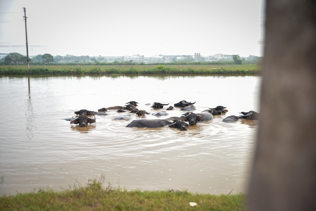 Khu đô thị xây 20 năm chưa xong, giá đất vẫn cao ngất ngưởng - Ảnh 7. Khu đô thị xây 20 năm chưa xong, giá đất vẫn cao ngất ngưởng - Ảnh 7.