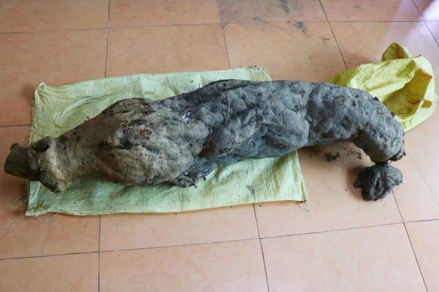 Ông lão đào được củ nhân sâm gần 100kg, tiểu thương trả giá 3 tỷ nhưng không bán: Vài tháng sau giới tài phiệt ập đến nhà, ''một bước lên mây'' thành ''đại gia phố núi''- Ảnh 2. Ông lão đào được củ nhân sâm gần 100kg, tiểu thương trả giá 3 tỷ nhưng không bán: Vài tháng sau giới tài phiệt ập đến nhà, ''một bước lên mây'' thành ''đại gia phố núi''- Ảnh 2.