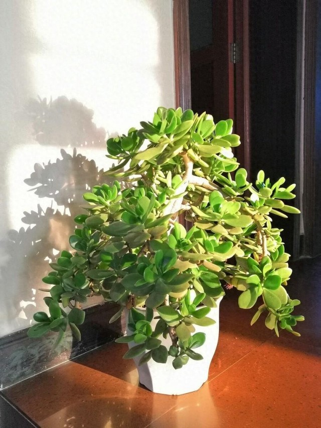 4 loại cây cảnh vừa giảm nhiệt ngày nóng lại ''nịnh'' Thần tài, được người giàu coi như ''báu vật''- Ảnh 2. 4 loại cây cảnh vừa giảm nhiệt ngày nóng lại ''nịnh'' Thần tài, được người giàu coi như ''báu vật''- Ảnh 2.