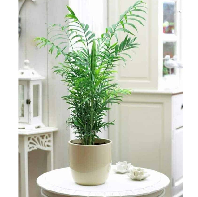 4 loại cây cảnh vừa giảm nhiệt ngày nóng lại ''nịnh'' Thần tài, được người giàu coi như ''báu vật''- Ảnh 3. 4 loại cây cảnh vừa giảm nhiệt ngày nóng lại ''nịnh'' Thần tài, được người giàu coi như ''báu vật''- Ảnh 3.
