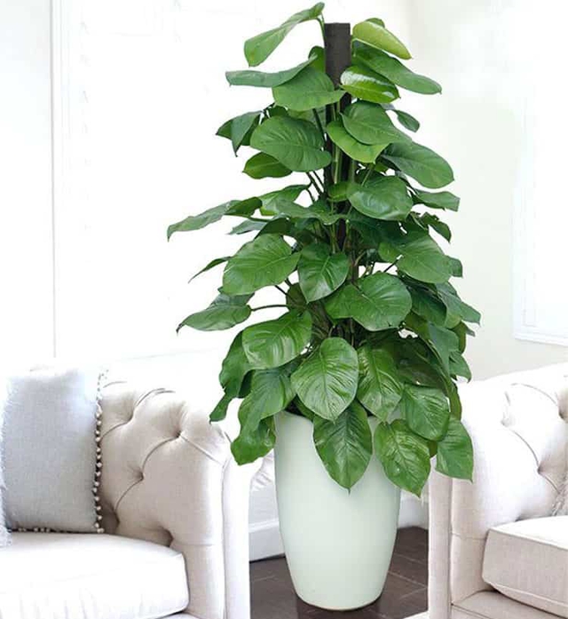 4 loại cây cảnh vừa giảm nhiệt ngày nóng lại ''nịnh'' Thần tài, được người giàu coi như ''báu vật''- Ảnh 4. 4 loại cây cảnh vừa giảm nhiệt ngày nóng lại ''nịnh'' Thần tài, được người giàu coi như ''báu vật''- Ảnh 4.