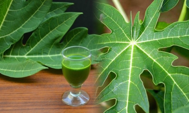 1 loại lá quý rất sẵn ở Việt Nam được ví như 1 loại lá quý rất sẵn ở Việt Nam được ví như