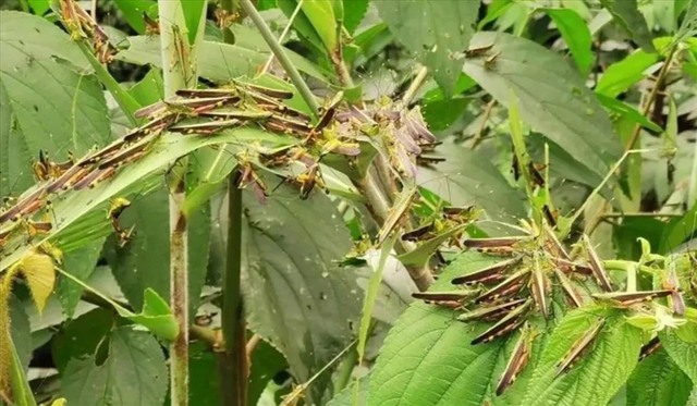 Châu chấu 