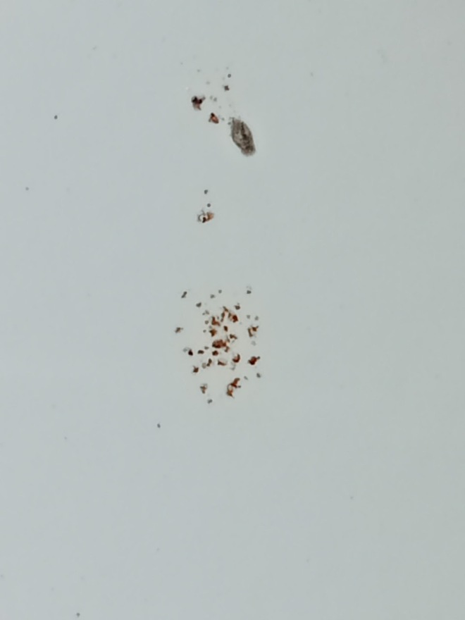 Chủ xe Honda BR-V hoen rỉ được hoàn lại 100% tiền, hãng lo toàn bộ chi phí liên quan và lấy lại xe- Ảnh 6. Chủ xe Honda BR-V hoen rỉ được hoàn lại 100% tiền, hãng lo toàn bộ chi phí liên quan và lấy lại xe- Ảnh 6.