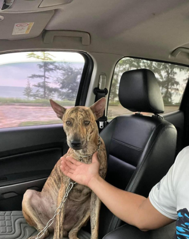 2 chú chó bị xe bán tải kéo lê thảm thương trên phố Đà Nẵng: Người nhà hé lộ sự tình- Ảnh 5. 2 chú chó bị xe bán tải kéo lê thảm thương trên phố Đà Nẵng: Người nhà hé lộ sự tình- Ảnh 5.