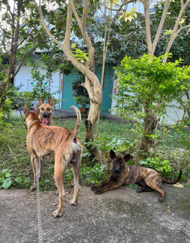 2 chú chó bị xe bán tải kéo lê thảm thương trên phố Đà Nẵng: Người nhà hé lộ sự tình- Ảnh 4. 2 chú chó bị xe bán tải kéo lê thảm thương trên phố Đà Nẵng: Người nhà hé lộ sự tình- Ảnh 4.