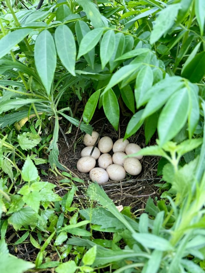 Vợ chồng "chốt" mua 1500m2 đất rừng qua ảnh vệ tinh, thành quả hiện tại khiến bao người ngưỡng mộ- Ảnh 11. Vợ chồng "chốt" mua 1500m2 đất rừng qua ảnh vệ tinh, thành quả hiện tại khiến bao người ngưỡng mộ- Ảnh 11.