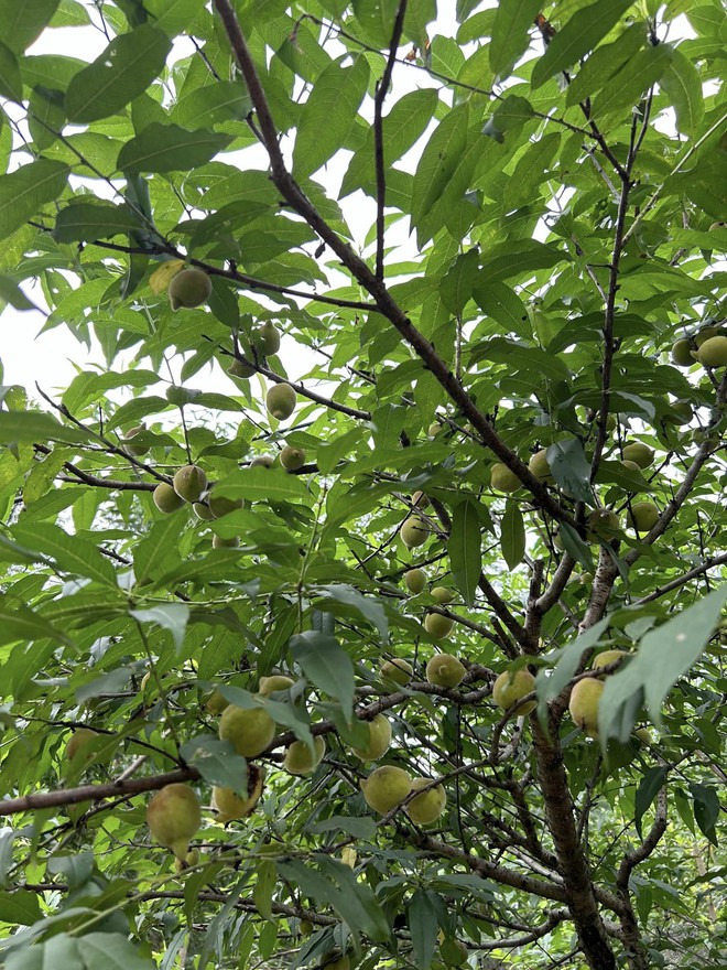 Vợ chồng "chốt" mua 1500m2 đất rừng qua ảnh vệ tinh, thành quả hiện tại khiến bao người ngưỡng mộ- Ảnh 7. Vợ chồng "chốt" mua 1500m2 đất rừng qua ảnh vệ tinh, thành quả hiện tại khiến bao người ngưỡng mộ- Ảnh 7.