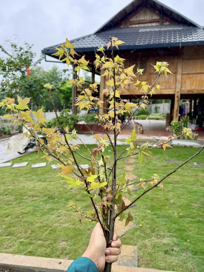 Vợ chồng "chốt" mua 1500m2 đất rừng qua ảnh vệ tinh, thành quả hiện tại khiến bao người ngưỡng mộ- Ảnh 10. Vợ chồng "chốt" mua 1500m2 đất rừng qua ảnh vệ tinh, thành quả hiện tại khiến bao người ngưỡng mộ- Ảnh 10.