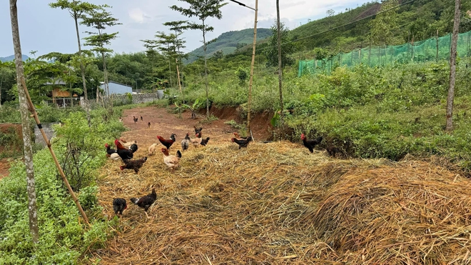 Vợ chồng "chốt" mua 1500m2 đất rừng qua ảnh vệ tinh, thành quả hiện tại khiến bao người ngưỡng mộ- Ảnh 8. Vợ chồng "chốt" mua 1500m2 đất rừng qua ảnh vệ tinh, thành quả hiện tại khiến bao người ngưỡng mộ- Ảnh 8.