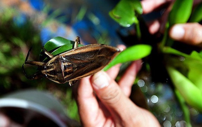 Món bánh cuốn có cả côn trùng của người Việt: Ai không quen nhìn chẳng dám ăn, nghe giá mới bất ngờ- Ảnh 4. Món bánh cuốn có cả côn trùng của người Việt: Ai không quen nhìn chẳng dám ăn, nghe giá mới bất ngờ- Ảnh 4.