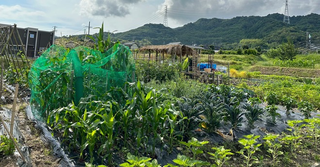 Chuyển khu vườn đủ loại hoa quả miền Tây sang Nhật, 2 thanh niên Việt nhận phản ứng lạ từ hàng xóm- Ảnh 1.