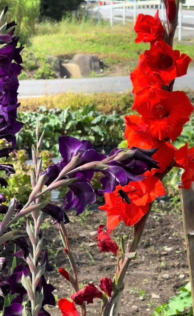 Chuyển khu vườn đủ loại hoa quả miền Tây sang Nhật, 2 thanh niên Việt nhận phản ứng lạ từ hàng xóm- Ảnh 6. Chuyển khu vườn đủ loại hoa quả miền Tây sang Nhật, 2 thanh niên Việt nhận phản ứng lạ từ hàng xóm- Ảnh 6.