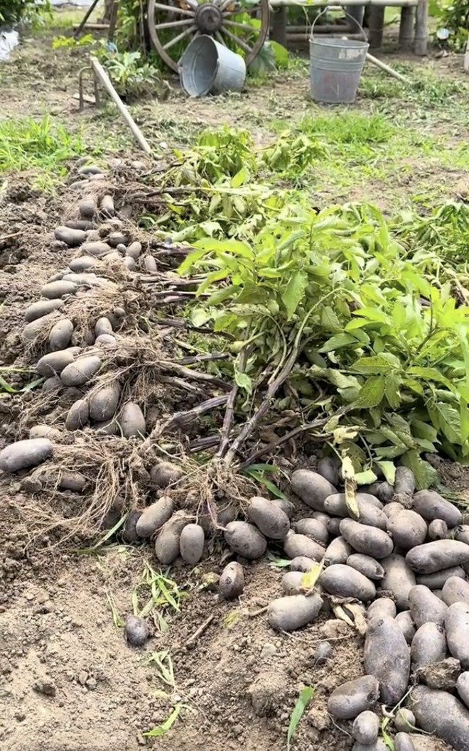 Chuyển khu vườn đủ loại hoa quả miền Tây sang Nhật, 2 thanh niên Việt nhận phản ứng lạ từ hàng xóm- Ảnh 19. Chuyển khu vườn đủ loại hoa quả miền Tây sang Nhật, 2 thanh niên Việt nhận phản ứng lạ từ hàng xóm- Ảnh 19.