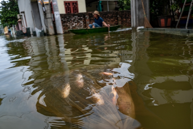 Một tuần sống cùng nước lũ của người dân ngoại thành Hà Nội: Chèo thuyền đi chợ, thả lưới bắt cá trước nhà- Ảnh 23. Một tuần sống cùng nước lũ của người dân ngoại thành Hà Nội: Chèo thuyền đi chợ, thả lưới bắt cá trước nhà- Ảnh 23.