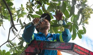 Người dân có được tự ý cắt tỉa cây hoa sữa trước nhà hay không?