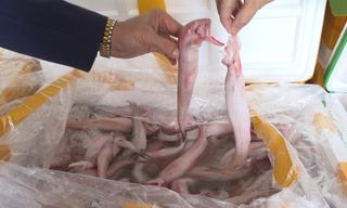 Cách nhận biết cá ngâm hoá chất formol nguy hiểm: Đơn giản nhưng nhiều người bỏ qua từ đầu