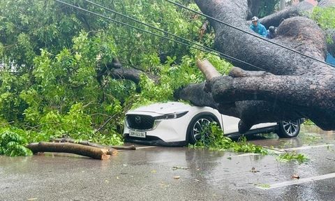 Clip: Cây xà cừ cổ thụ ở Hà Nội bật gốc, đè trúng 2 