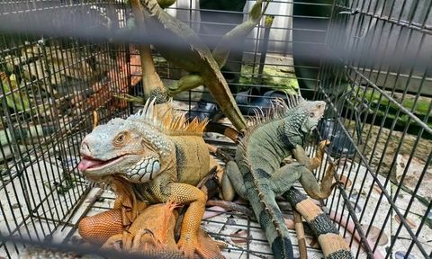 Phát hiện 75 con rồng Nam Mỹ bị nuôi nhốt ở TP.HCM