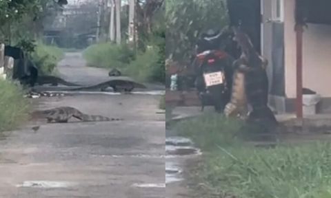 Thót tim cảnh kỳ đà to như cá sấu bò lổm ngổm giữa phố, tài xế không dám nhấn ga