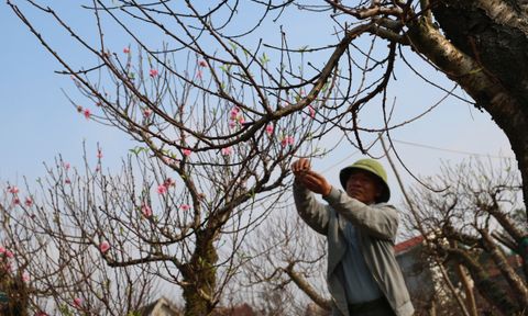 Nghệ An: Dịch vụ đặc biệt dịp Tết giúp người đàn ông kiếm nửa tỷ đồng
