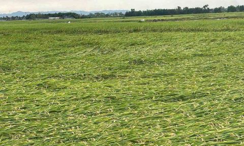 Nghệ An: Dông lốc làm gần 1.000 nhà hư hỏng, 8.000 ha lúa bị ảnh hưởng