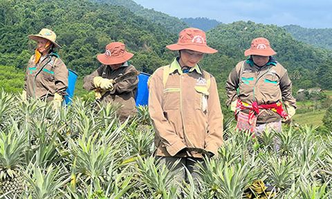 Nghệ An: Mùa dứa đầu tiên bội thu ở vùng biên viễn