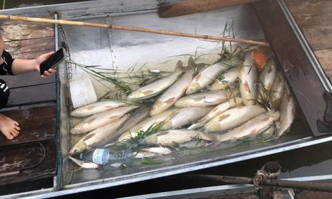  Cá chết trên sông Lam nghi do môi trường, không phải dịch bệnh