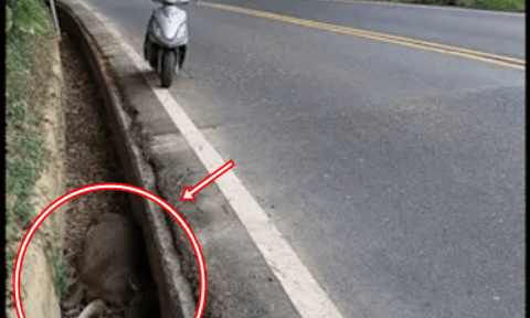 Con vật nặng hơn 100kg chết bất thường trong mương giữa dịch bệnh: Cư dân lo ngại, chính quyền vào cuộc