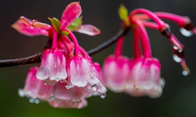 Hoa đào độc lạ, giá tiền triệu hút khách Hà thành mua trưng Tết