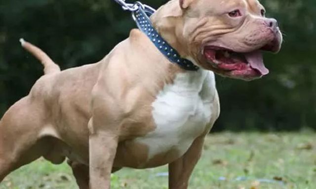 Vụ chó Pitbull 40kg cắn chết chủ: Gia đình đã mang chó đi tiêu hủy