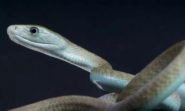 Rắn kịch độc cắn chết ba người trong một gia đình